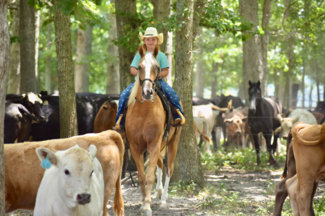 HorseID: 2301080 Spirits Dream Catcher RRR - PhotoID: 1082790