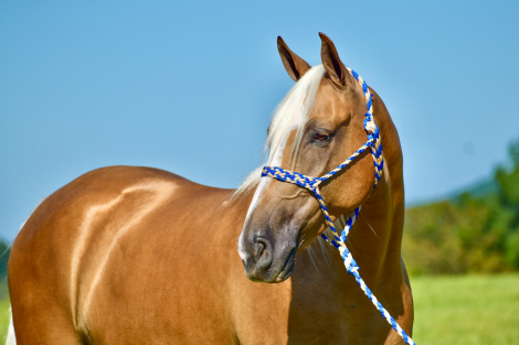 HorseID: 2301080 Spirits Dream Catcher RRR - PhotoID: 1082791