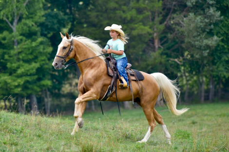 HorseID: 2301080 Spirits Dream Catcher RRR - PhotoID: 1082793