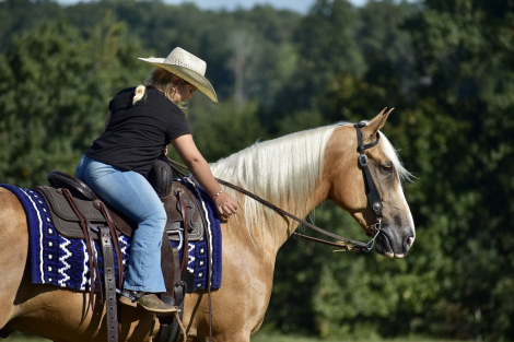 HorseID: 2301080 Spirits Dream Catcher RRR - PhotoID: 1082794