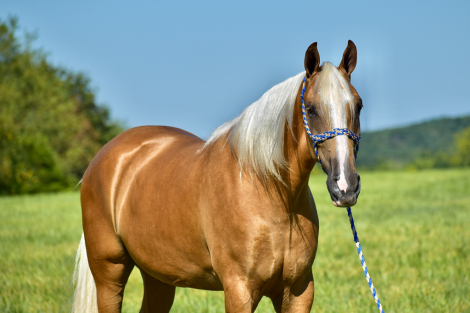 HorseID: 2301080 Spirits Dream Catcher RRR - PhotoID: 1082795