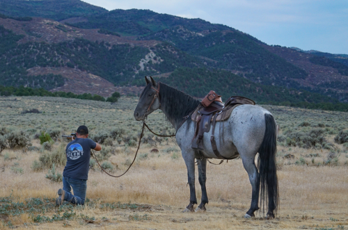 HorseID: 2301081 Elite's He's a Hottie - PhotoID: 1082797