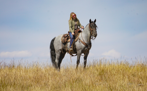 HorseID: 2301081 Elite's He's a Hottie - PhotoID: 1082799