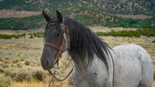 HorseID: 2301081 Elite's He's a Hottie - PhotoID: 1082800