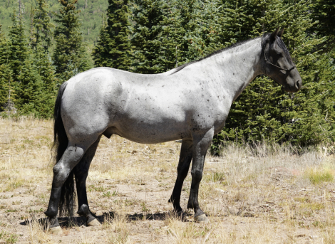 HorseID: 2301081 Elite's He's a Hottie - PhotoID: 1082801