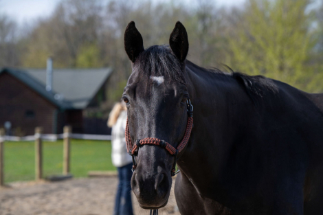 HorseID: 2301112 Suddenly Seymour - PhotoID: 1082832