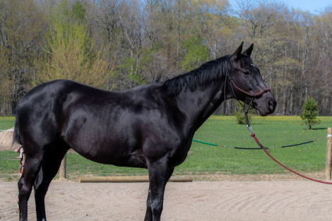 HorseID: 2301112 Suddenly Seymour - PhotoID: 1082833