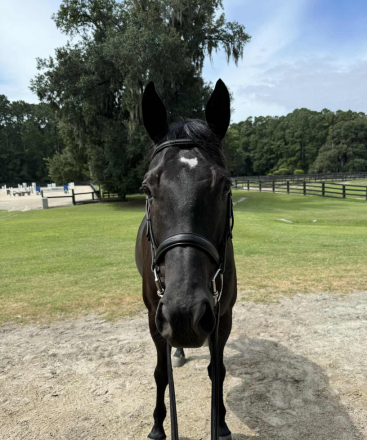 HorseID: 2301112 Suddenly Seymour - PhotoID: 1082834