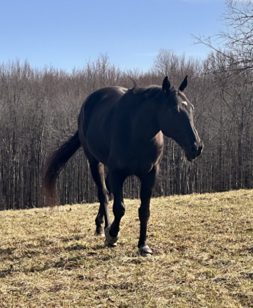 HorseID: 2301112 Suddenly Seymour - PhotoID: 1082835