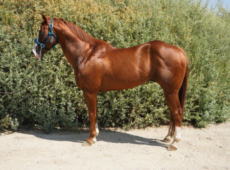 HorseID: 2301128 Solo Payola - PhotoID: 1082850