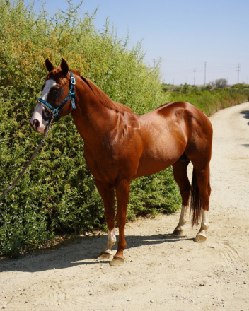 HorseID: 2301128 Solo Payola - PhotoID: 1082851