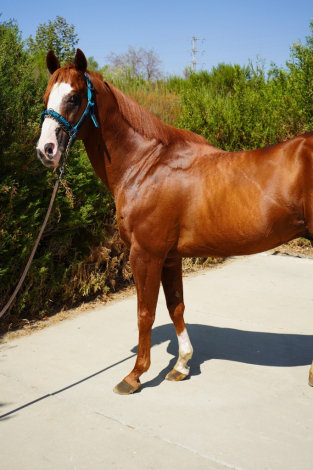 HorseID: 2301128 Solo Payola - PhotoID: 1082852