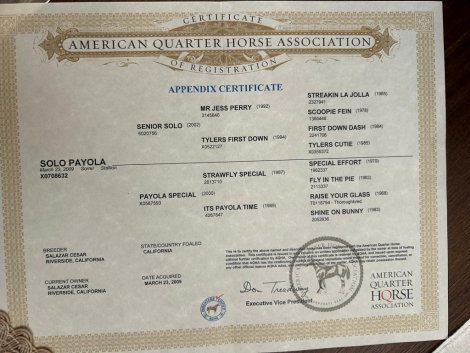 HorseID: 2301128 Solo Payola - PhotoID: 1082853