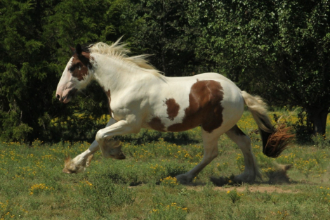 HorseID: 2301138 Kunoas Can't Touch This - PhotoID: 1082874