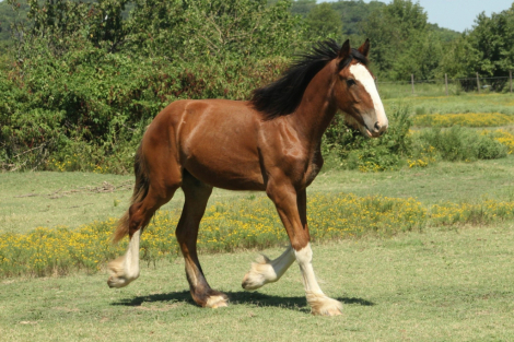HorseID: 2301140 Kunoas Guinevere - PhotoID: 1082875
