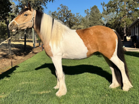 HorseID: 2301144 CCGV Charlotte's True Dream - PhotoID: 1082876