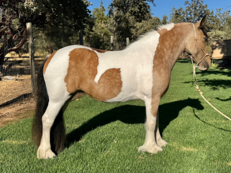 HorseID: 2301144 CCGV Charlotte's True Dream - PhotoID: 1082877