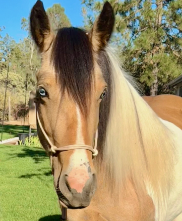 HorseID: 2301144 CCGV Charlotte's True Dream - PhotoID: 1082878