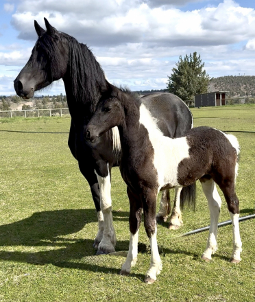 HorseID: 2301154 Taijitu von Tjaarda - PhotoID: 1082943