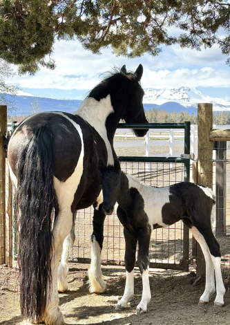 HorseID: 2301154 Taijitu von Tjaarda - PhotoID: 1082944