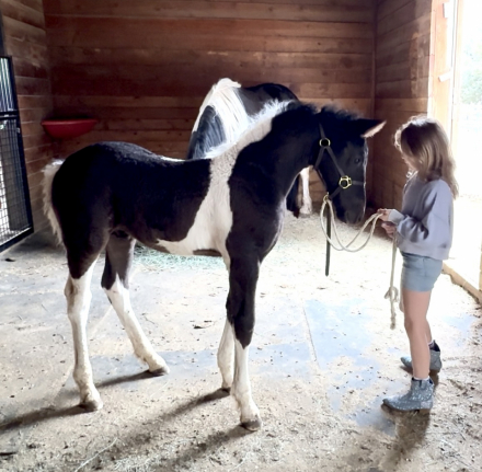 HorseID: 2301154 Taijitu von Tjaarda - PhotoID: 1082945