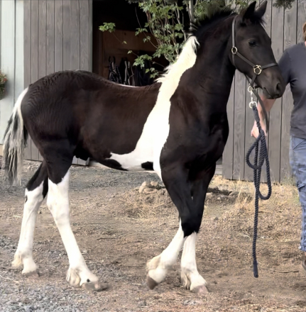 HorseID: 2301154 Taijitu von Tjaarda - PhotoID: 1082946