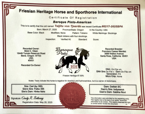 HorseID: 2301154 Taijitu von Tjaarda - PhotoID: 1082947