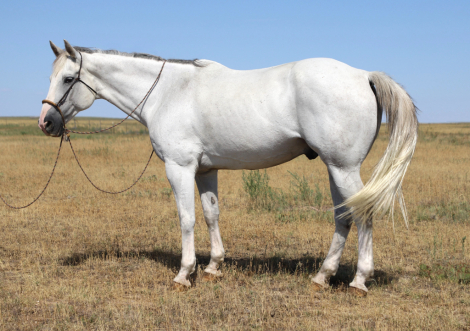 HorseID: 2301157 Picket - PhotoID: 1082893