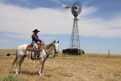 HorseID: 2301157 Picket - PhotoID: 1082894