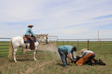 HorseID: 2301157 Picket - PhotoID: 1082895