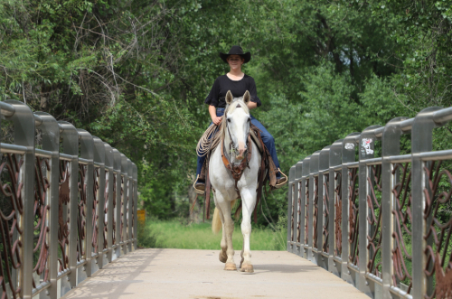 HorseID: 2301157 Picket - PhotoID: 1082896