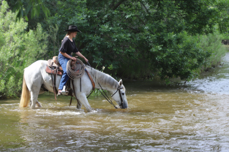 HorseID: 2301157 Picket - PhotoID: 1082897