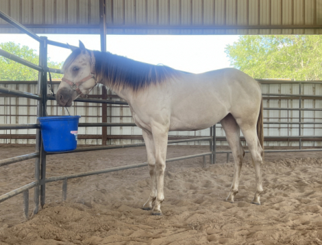 HorseID: 2301194 Classic Betty White - PhotoID: 1082967