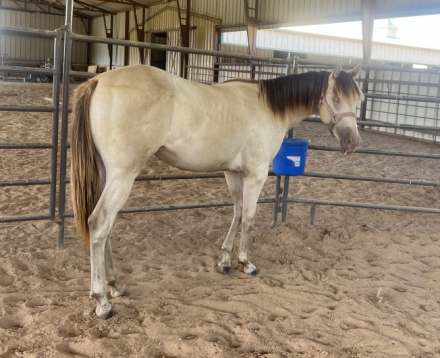 HorseID: 2301194 Classic Betty White - PhotoID: 1082968