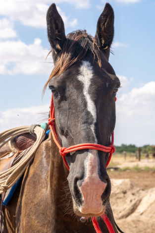 HorseID: 2301201 Dozer - PhotoID: 1082976