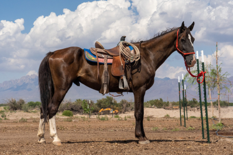 HorseID: 2301201 Dozer - PhotoID: 1082977