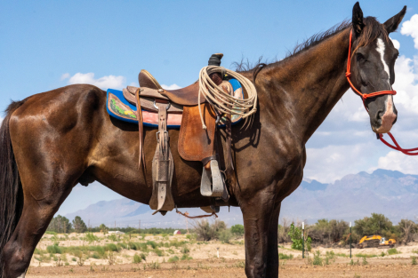 HorseID: 2301201 Dozer - PhotoID: 1082978