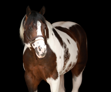 HorseID: 2301202 The Catalyst Legacy - PhotoID: 1082980