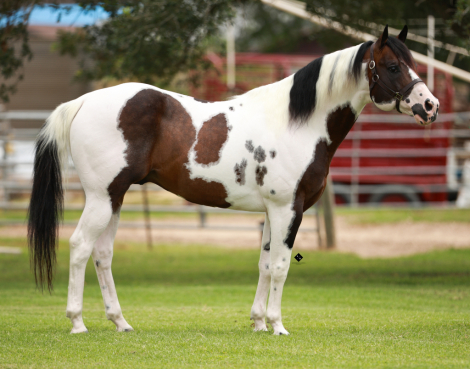 HorseID: 2301202 The Catalyst Legacy - PhotoID: 1082981