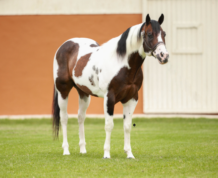 HorseID: 2301202 The Catalyst Legacy - PhotoID: 1082982