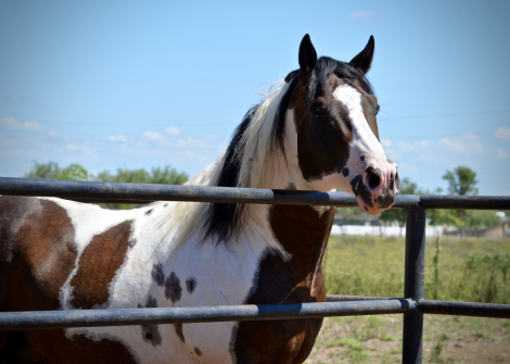 HorseID: 2301202 The Catalyst Legacy - PhotoID: 1082983