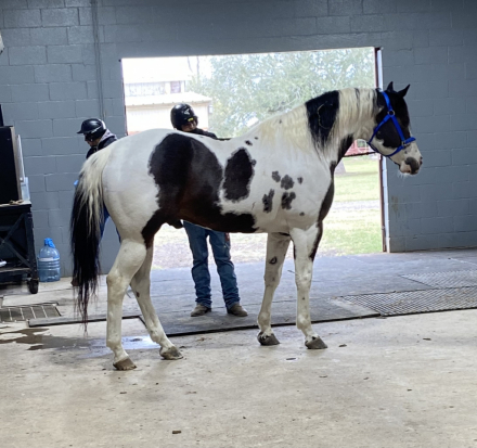 HorseID: 2301202 The Catalyst Legacy - PhotoID: 1082984