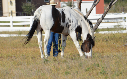 HorseID: 2301202 The Catalyst Legacy - PhotoID: 1082985