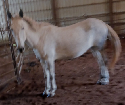 HorseID: 2301217 millie - PhotoID: 1083005