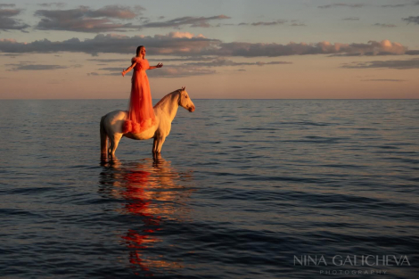 HorseID: 2301219 Whzrd - PhotoID: 1083007