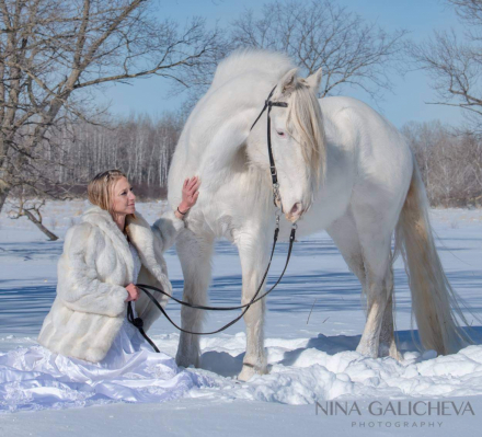 HorseID: 2301219 Whzrd - PhotoID: 1083008