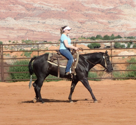 HorseID: 2301226 Misty - PhotoID: 1083145