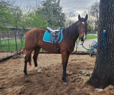 HorseID: 2301233 Best Experience - PhotoID: 1083019