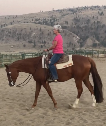 HorseID: 2301234 Hey Amigo - PhotoID: 1083021