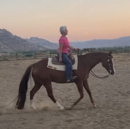 HorseID: 2301234 Hey Amigo - PhotoID: 1083022